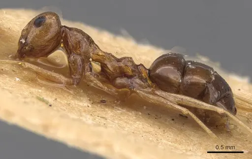 Lepisiota ajjer specimen