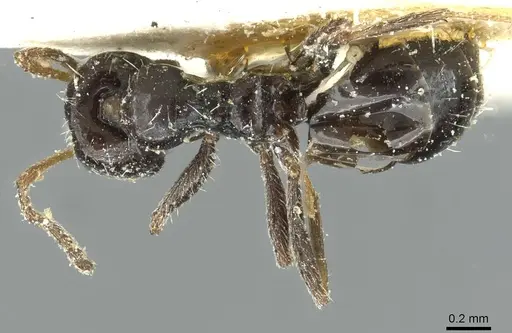 Lepisiota albata specimen