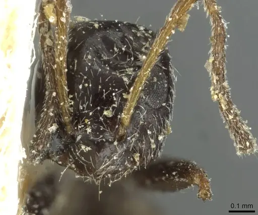 Lepisiota albata specimen