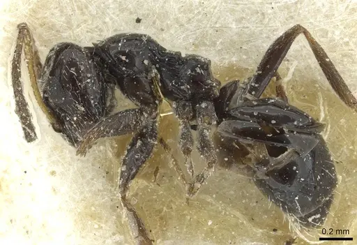 Lepisiota albata specimen