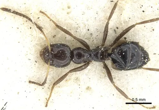 Lepisiota alexis specimen