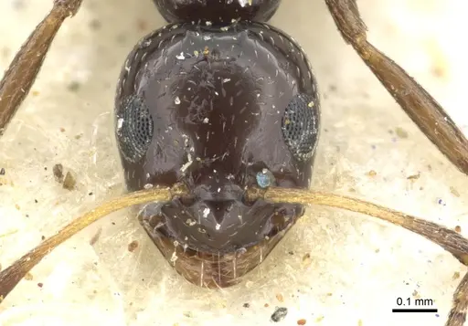 Lepisiota alexis specimen