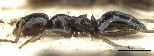 Lepisiota alexis specimen