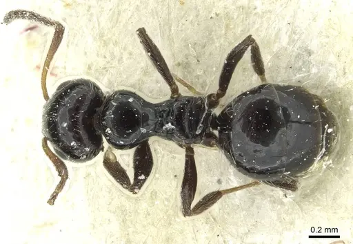 Lepisiota alexis - CASENT0912369