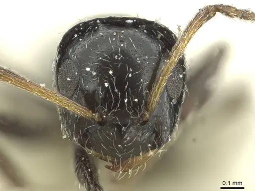 Lepisiota alexis - CASENT0912369