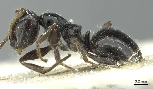 Lepisiota alexis - CASENT0912369