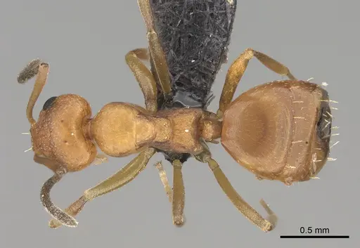 Lepisiota ambigua specimen