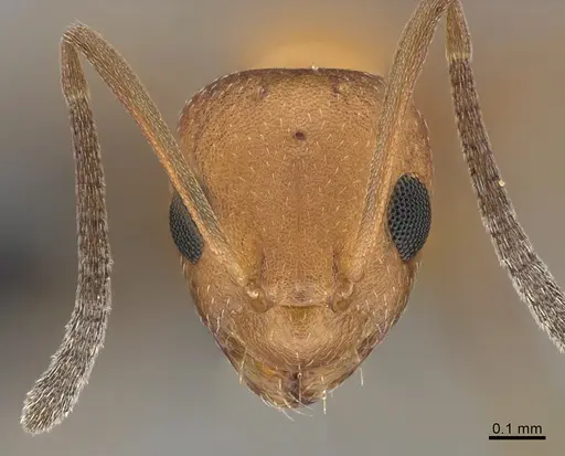 Lepisiota ambigua specimen