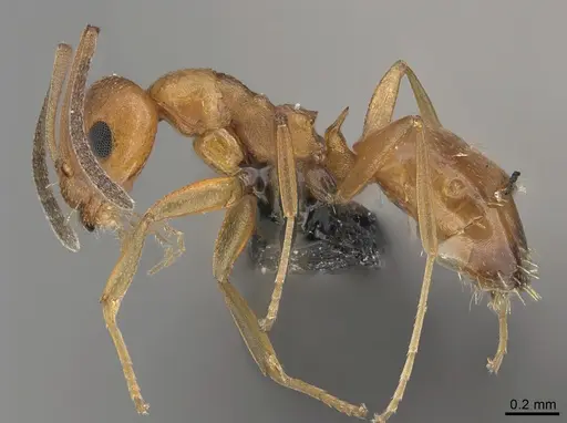 Lepisiota ambigua specimen