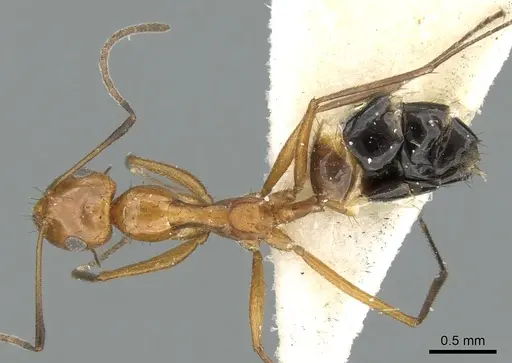 Lepisiota arabica specimen