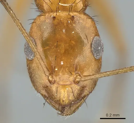 Lepisiota arabica specimen