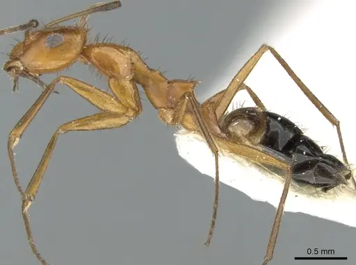 Lepisiota arabica specimen