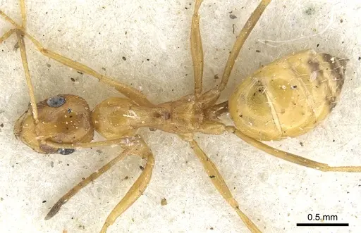 Lepisiota arenaria specimen