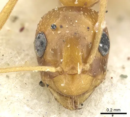 Lepisiota arenaria specimen