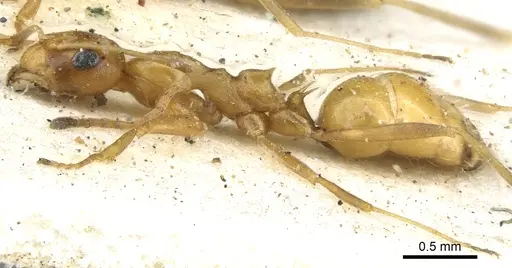 Lepisiota arenaria specimen
