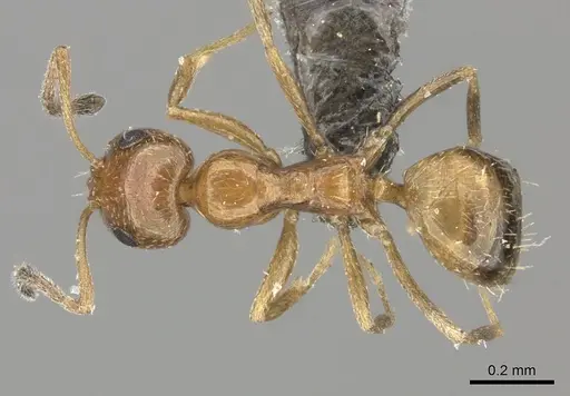 Lepisiota arnoldi specimen