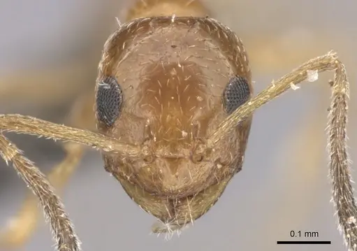 Lepisiota arnoldi specimen