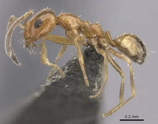 Lepisiota arnoldi specimen