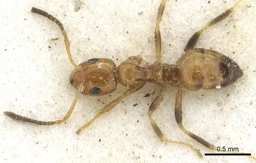 Lepisiota arnoldi - CASENT0903157