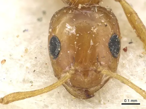 Lepisiota arnoldi - CASENT0903157