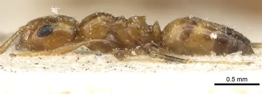 Lepisiota arnoldi - CASENT0903157