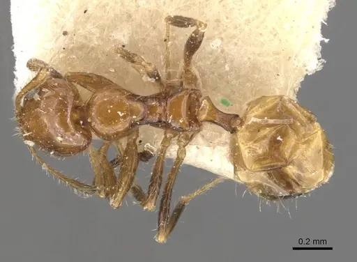 Lepisiota arnoldi - CASENT0909870