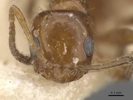 Lepisiota arnoldi - CASENT0909870