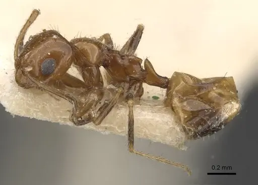 Lepisiota arnoldi - CASENT0909870