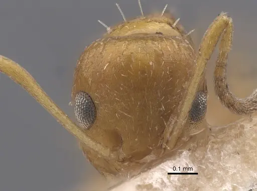 Lepisiota aurea specimen