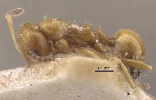 Lepisiota aurea specimen