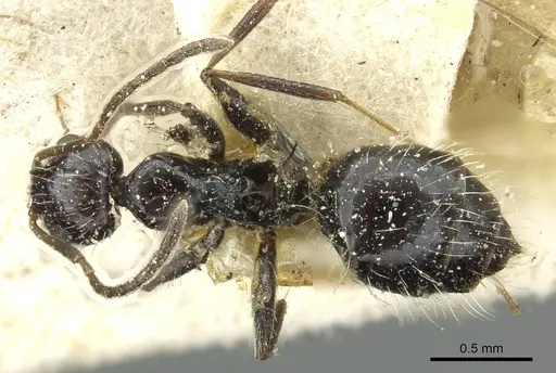 Lepisiota cacozela specimen