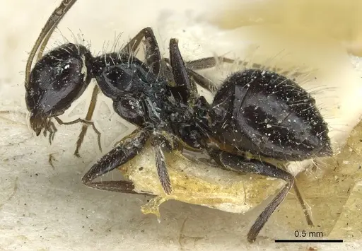 Lepisiota cacozela specimen