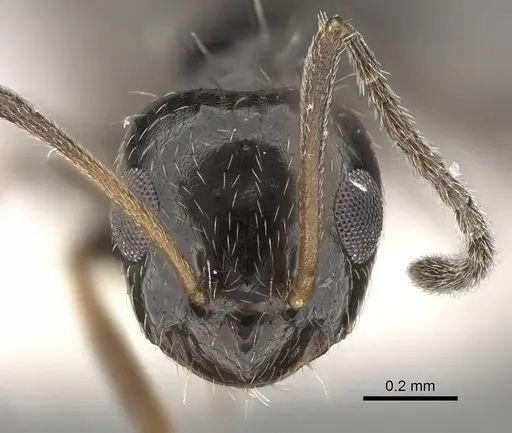 Lepisiota canescens specimen