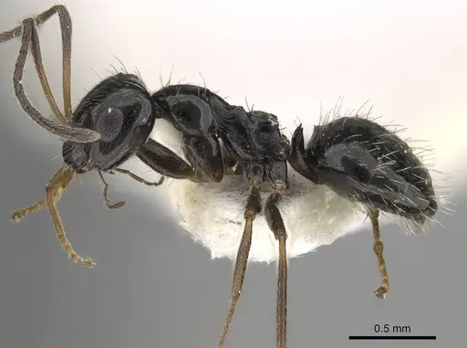 Lepisiota canescens specimen