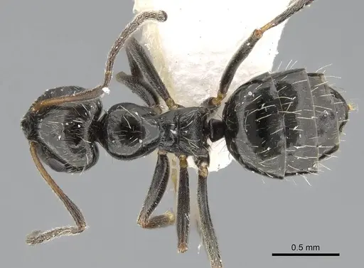 Lepisiota canescens - 14D709D-1