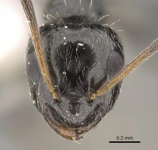 Lepisiota canescens - 14D709D-1
