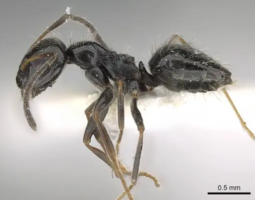 Lepisiota canescens - 14D709D-1