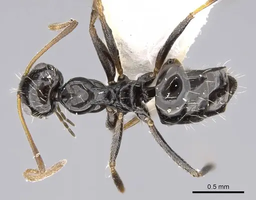 Lepisiota canescens - 14D826C