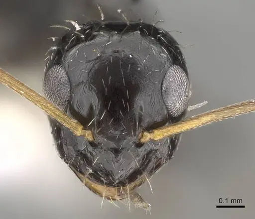 Lepisiota canescens - 14D826C