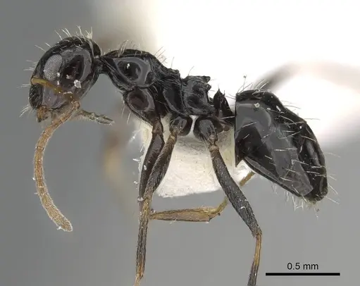 Lepisiota canescens - 14D826C