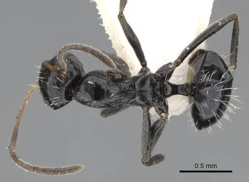 Lepisiota canescens - 14L327C