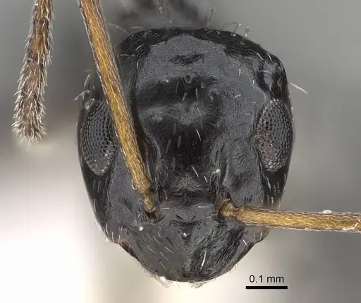 Lepisiota canescens - 14L327C