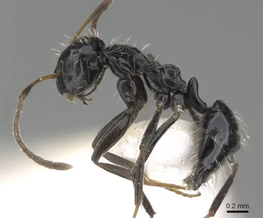 Lepisiota canescens - 14L327C