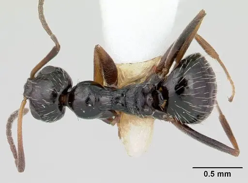 Lepisiota canescens - CASENT0178256