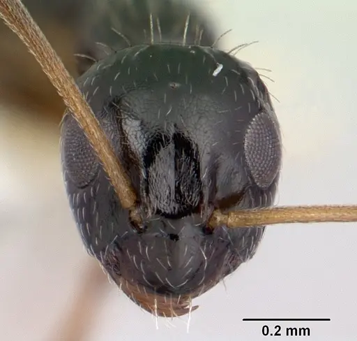 Lepisiota canescens - CASENT0178256