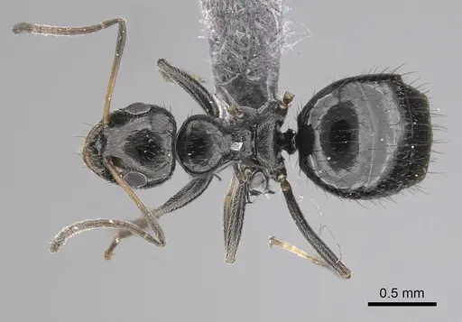 Lepisiota canescens - CASENT0249812