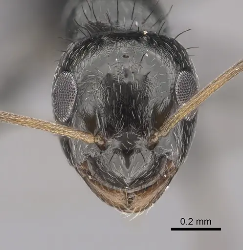 Lepisiota canescens - CASENT0249812