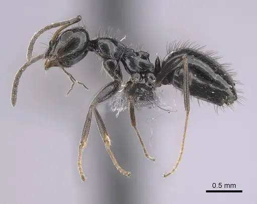 Lepisiota canescens - CASENT0249812