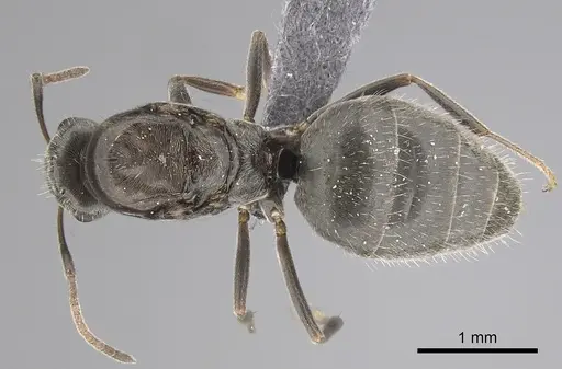 Lepisiota canescens - CASENT0249813