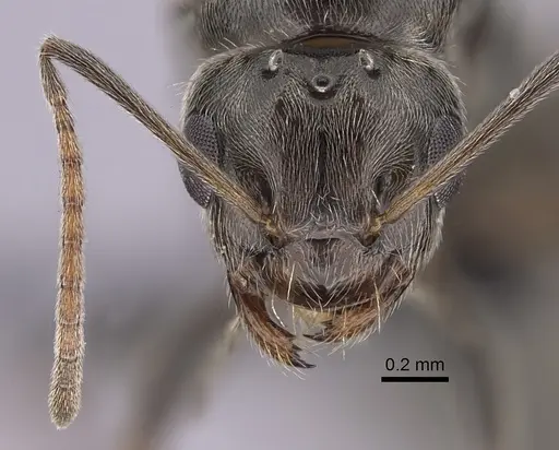 Lepisiota canescens - CASENT0249813